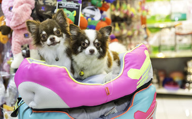 5 órios para os pets que vale ter em casa