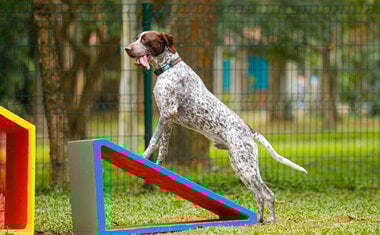 Imagem de destaque para Cachorródromo do Ibirapuera volta com tudo: confira as melhorias e novas atrações para os pets