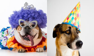 Pet: Já é Carnaval: 6 fantasias divertidas para o seu pet