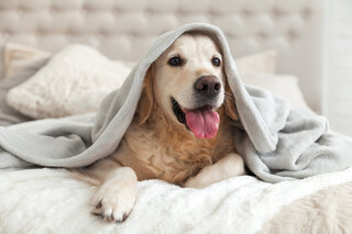 Pet: 10 dicas para manter seu cão saudável na quarentena