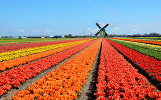 Lisse