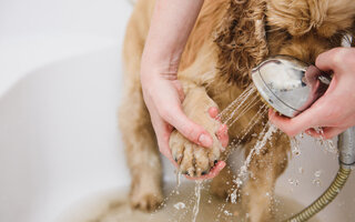 Lave as patas com água e sabão após os eios