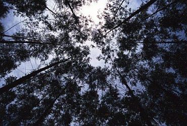 Imagem de destaque para Parque Chico Mendes