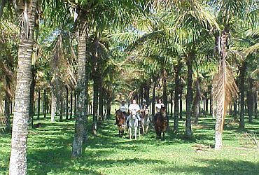 Imagem de destaque para Haras Pégasus