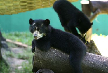 Imagem de destaque para Zoológico de Salvador