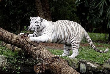 Imagem de destaque para Zoo Safari
