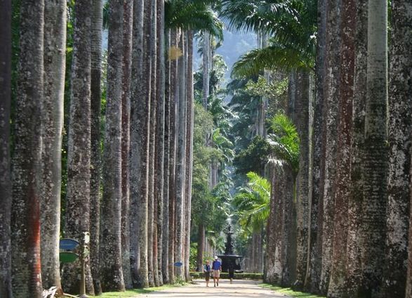 Imagem de destaque para Jardim Botânico
