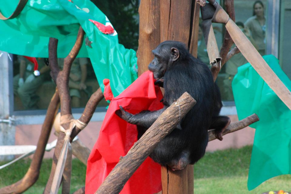 Imagem de destaque para Zoológico de São Paulo