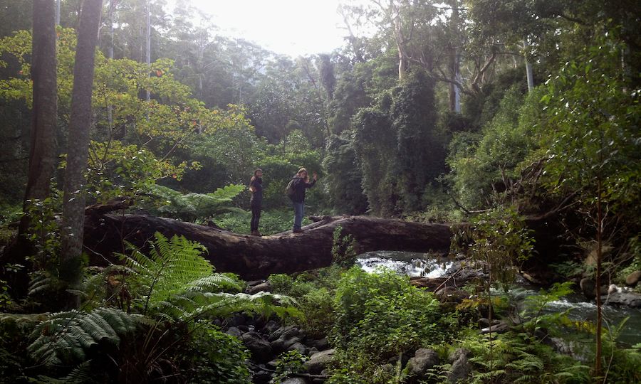 Lamington National Park - Austrália