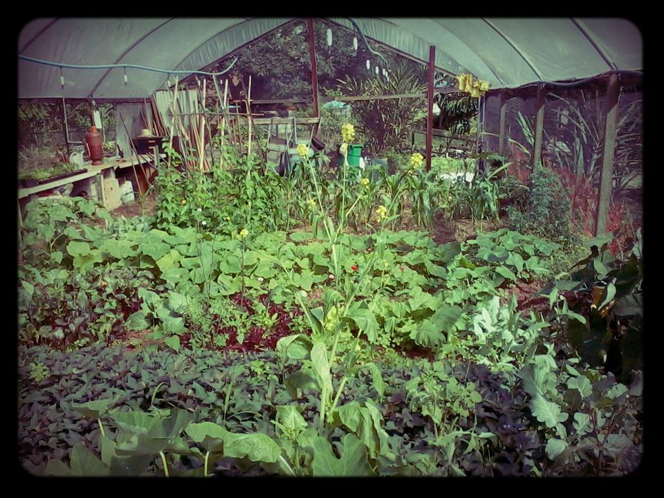 Imagem de destaque para Horta das Flores