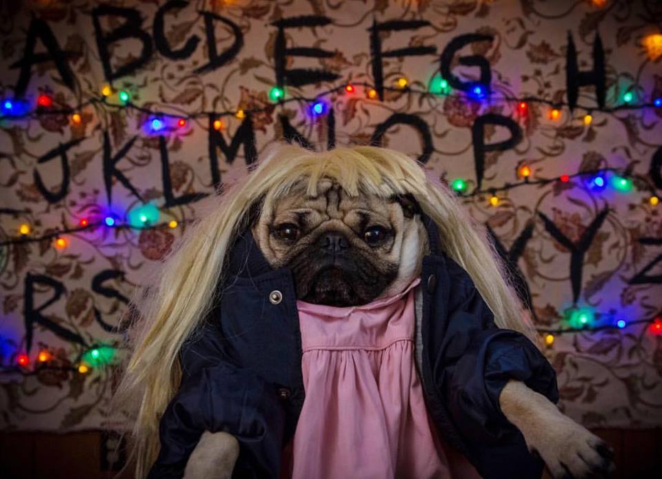 Comportamento: Fofo! Pug faz sucesso na internet com paródia de "Stranger Things"